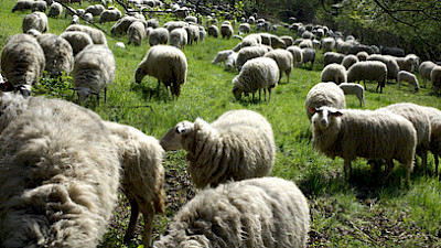 Foto 1 zu Waldroute