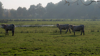 Foto 2 zu Brachvogelroute
